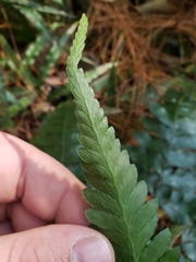 Microlepia platyphylla