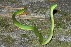 Trimeresurus sabahi
