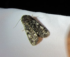 Melanchra pulverulenta