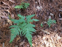 Microlepia platyphylla