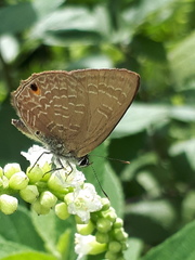 Anthene emolus goberus