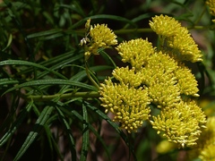Cassinia aureonitens