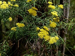 Cassinia aureonitens