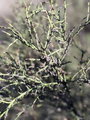 Adolphia californica
