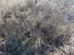 Adolphia californica