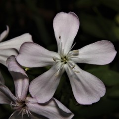Saponaria