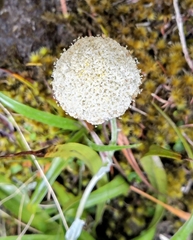 Craspedia macrocephala