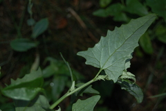 Atriplex sagittata