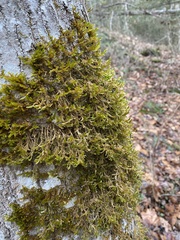 Forsstroemia trichomitria