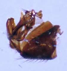Hydrelliinae
