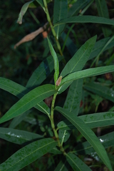 Persicaria amphibia
