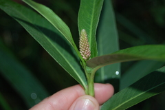 Persicaria amphibia