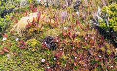 Drosera murfetii