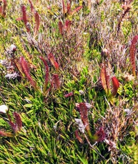 Drosera murfetii
