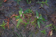 Persicaria amphibia