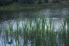 Typha latifolia