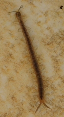 Arthrorhabdus pygmaeus