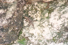 Sceloporus serrifer