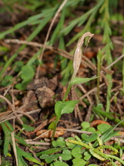 Pterostylis alobula