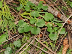 Pterostylis alobula