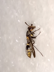 Polybia ruficeps xanthops