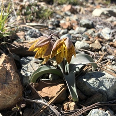 Fritillaria glauca