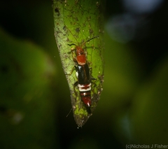 Carphurus fasciculatus