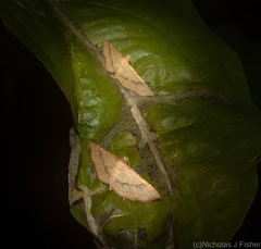 Addaea subtessellata