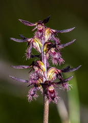 Genoplesium simulans