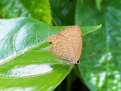 Anthene emolus goberus