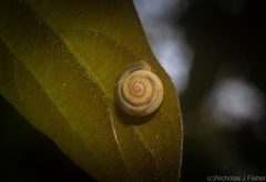 Posorites conscendens