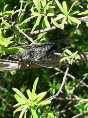 Amphipsalta strepitans