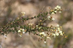 Acacia mitchellii