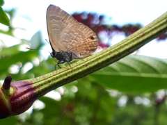 Anthene emolus goberus