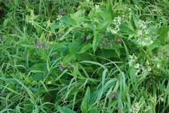 Symphytum officinale