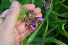Symphytum officinale