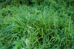 Scirpus sylvaticus