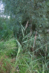 Phragmites australis