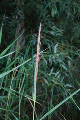 Phragmites australis