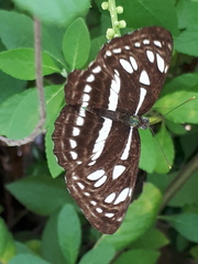 Phaedyma columella singa