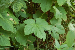 Rubus odoratus