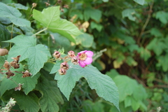 Rubus odoratus