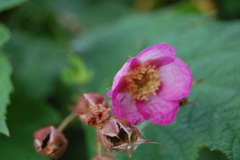 Rubus odoratus