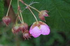 Rubus odoratus