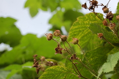 Rubus odoratus
