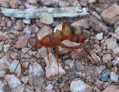 Compsocryptus calipterus