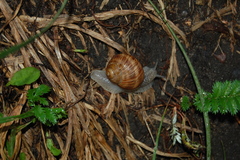 Helix pomatia