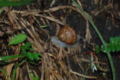 Helix pomatia