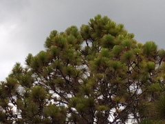Pinus montezumae