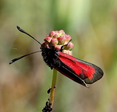 Zygaena purpuralis